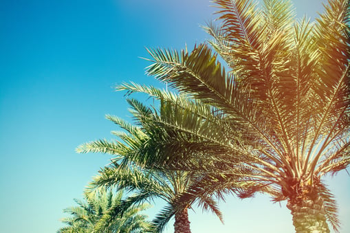 palm trees.jpg