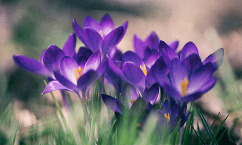 spring-flowers-500x300